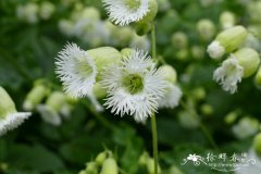 流苏蝇子草Silene fimbriata