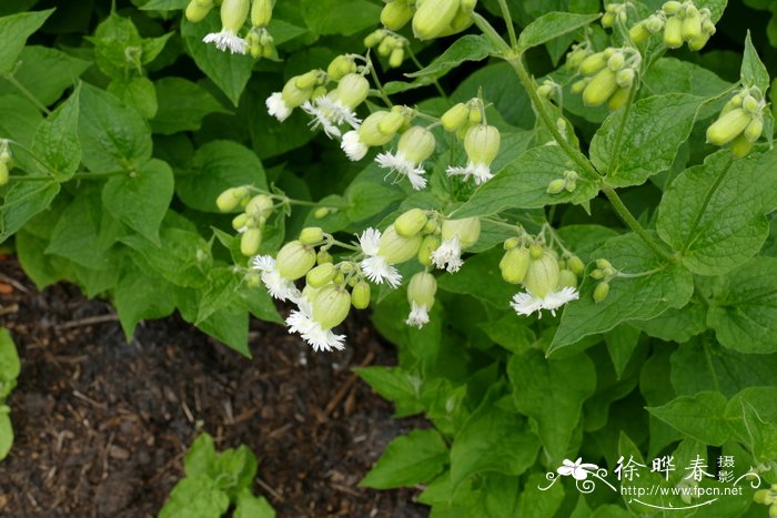 流苏蝇子草Silene fimbriata