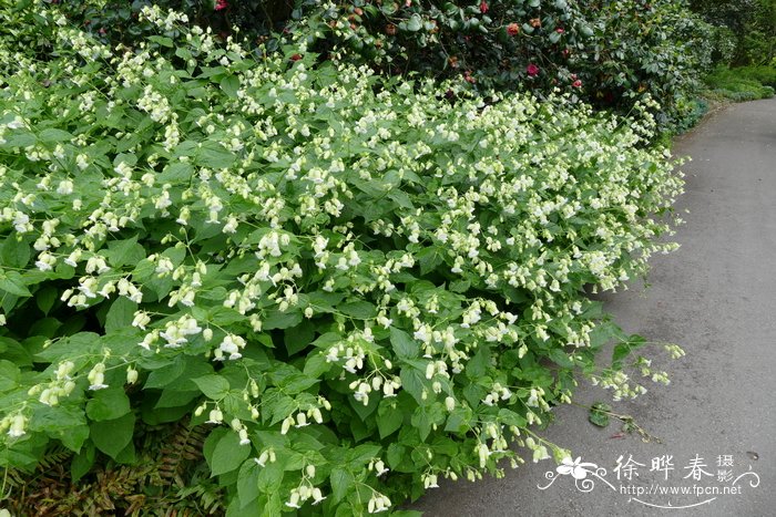 流苏蝇子草Silene fimbriata