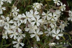 细萼蝇子草Silene pseudovelutina