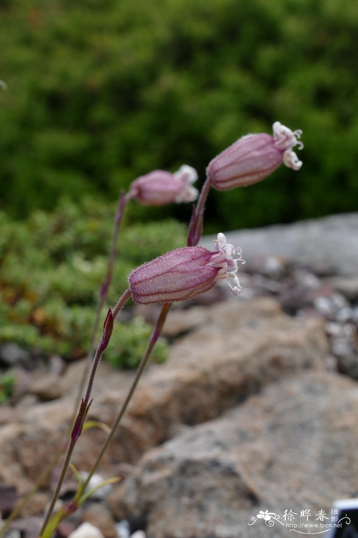 膨胀蝇子草Silene turgida