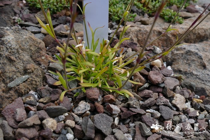 膨胀蝇子草Silene turgida