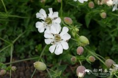 海滨蝇子草Silene uniflora