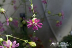 Silene viscariopsis