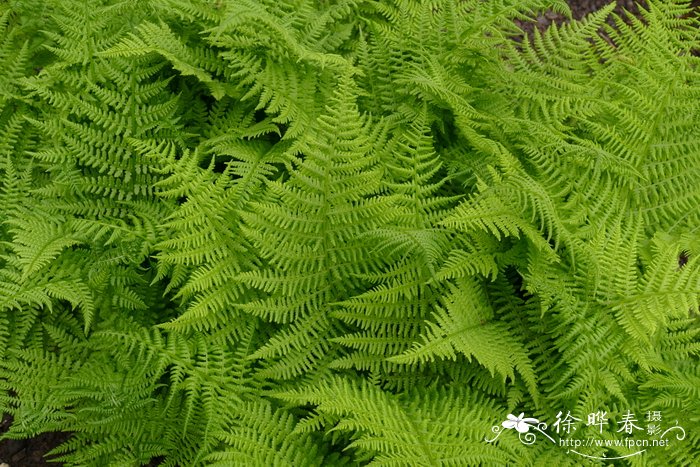 高山蹄盖蕨Athyrium distentifolium