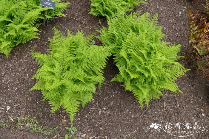 高山蹄盖蕨Athyrium distentifolium