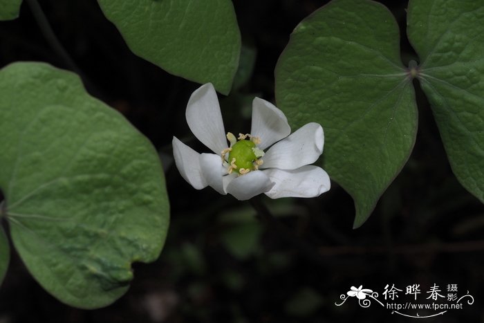 二叶鲜黄连Jeffersonia diphylla