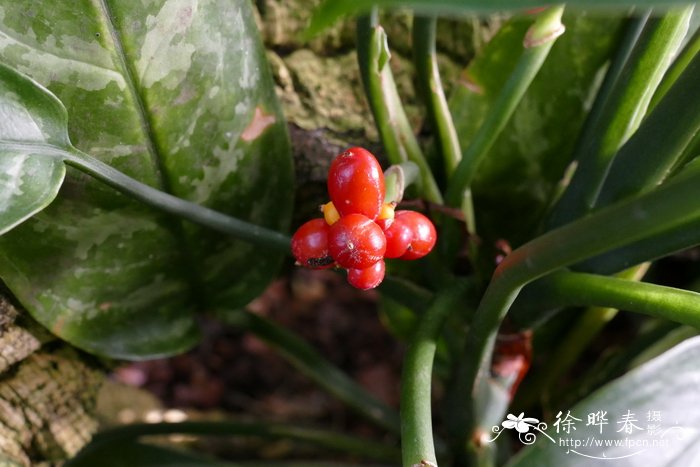 竹芋叶粗肋草Aglaonema marantifolium