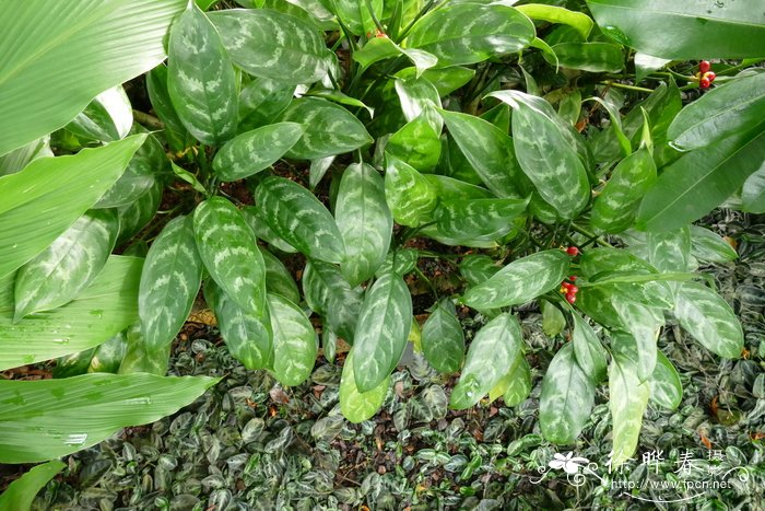 竹芋叶粗肋草Aglaonema marantifolium