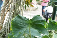 魔鬼鱼海芋Alocasia 'Stirigray'