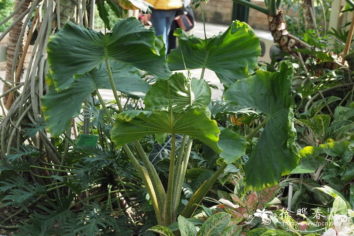 魔鬼鱼海芋Alocasia 'Stirigray'