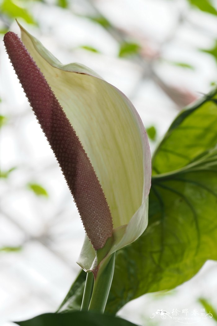 美丽花烛Anthurium formosum