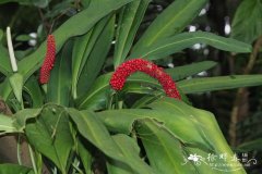 狭叶花烛Anthurium bakeri