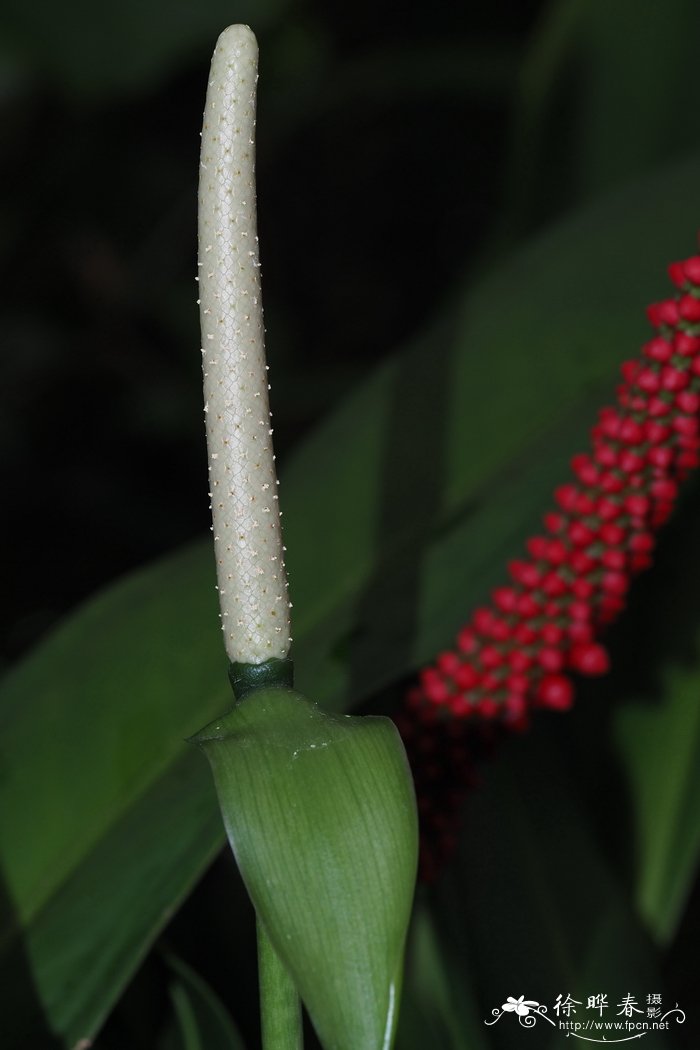 狭叶花烛Anthurium bakeri