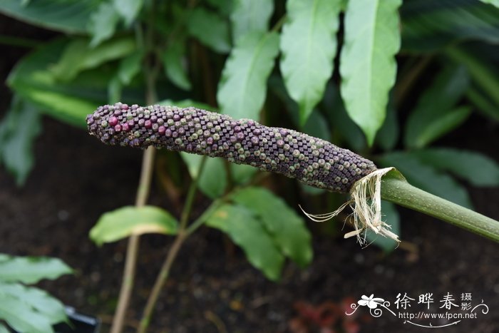 Anthurium bonplandii subsp. guayanum