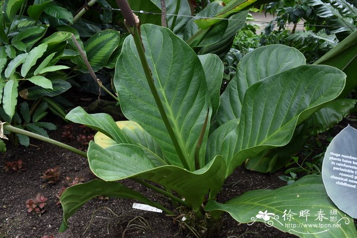 Anthurium bonplandii subsp. guayanum