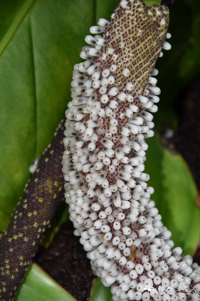 粗脉花烛Anthurium crassinervium