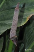 鹊巢花烛Anthurium schlechtendalii