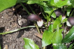 鼠尾芋Arisarum proboscideum