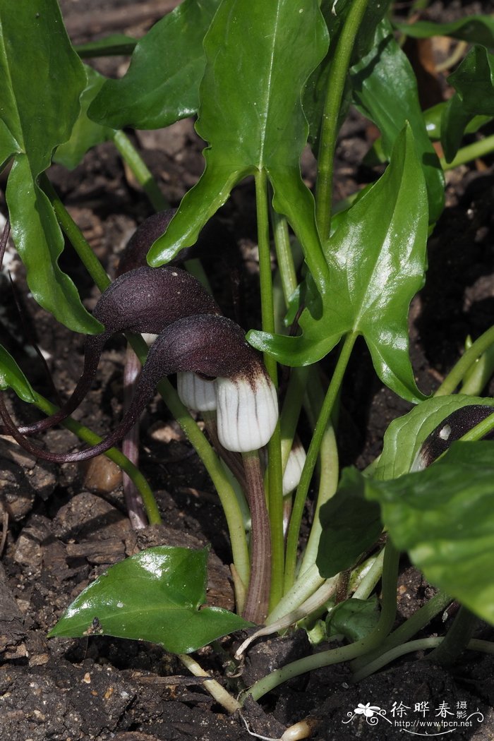 鼠尾芋Arisarum proboscideum