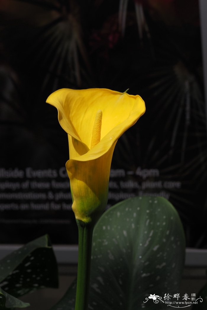 白斑马蹄莲Zantedeschia albomaculata subsp. albomaculata