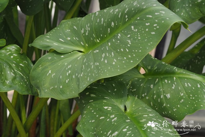 白斑马蹄莲Zantedeschia albomaculata subsp. albomaculata