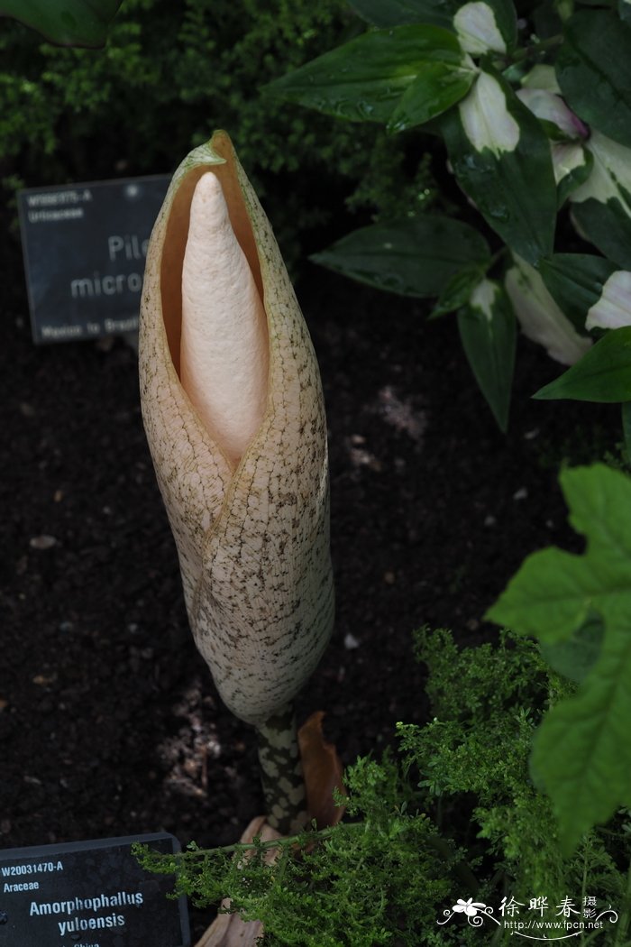 攸乐蘑芋Amorphophallus yuloensis