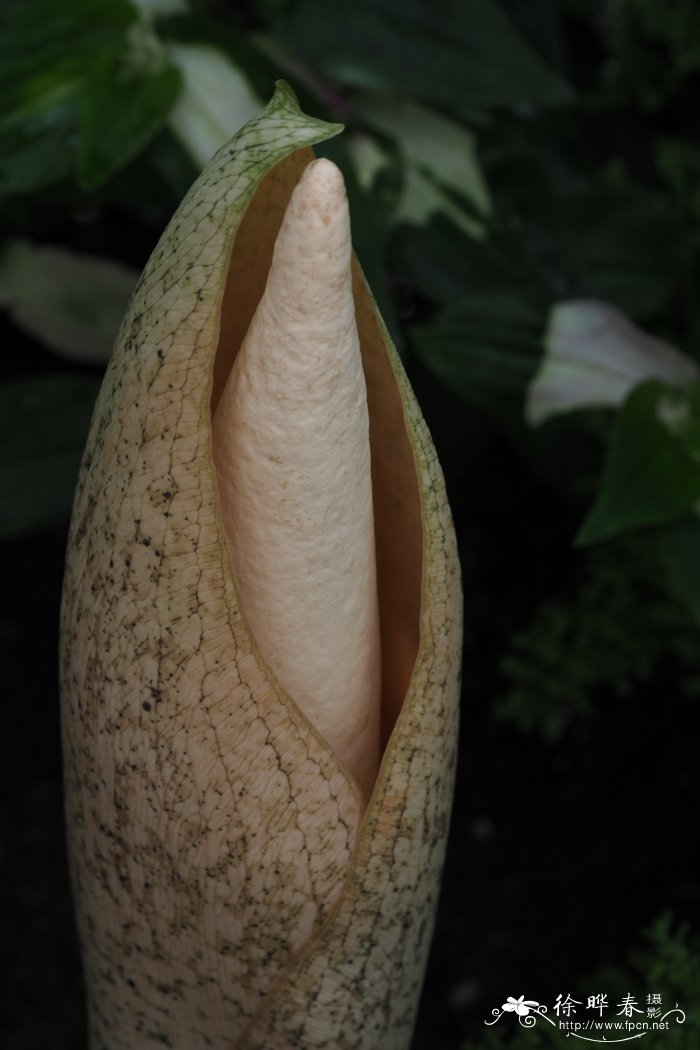 攸乐蘑芋Amorphophallus yuloensis