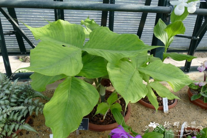 Arisaema ringens f. sieboldii