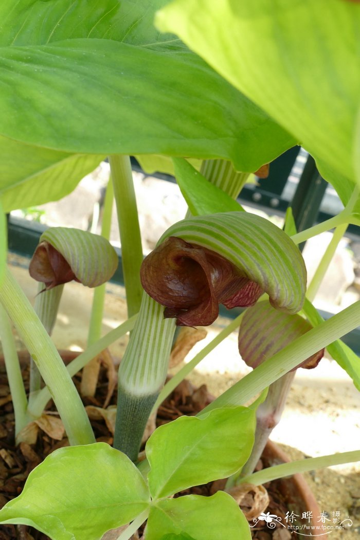 Arisaema ringens f. sieboldii