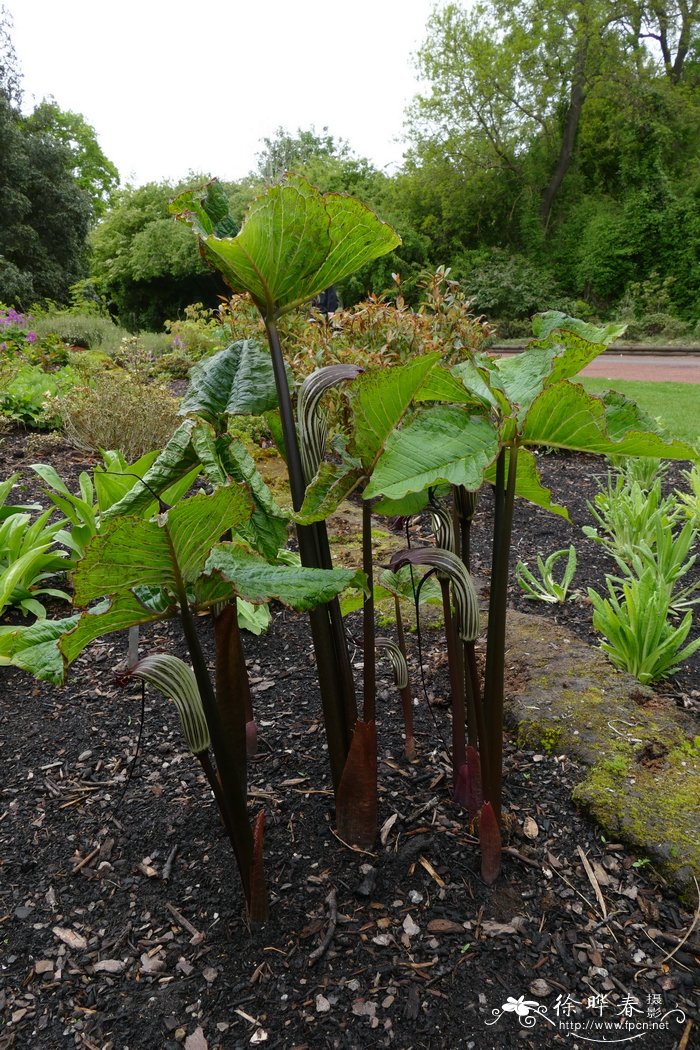 象南星Arisaema elephas