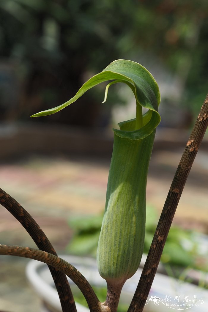 湘南星Arisaema hunanense