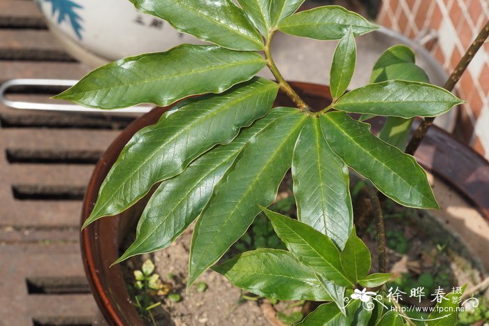 湘南星Arisaema hunanense