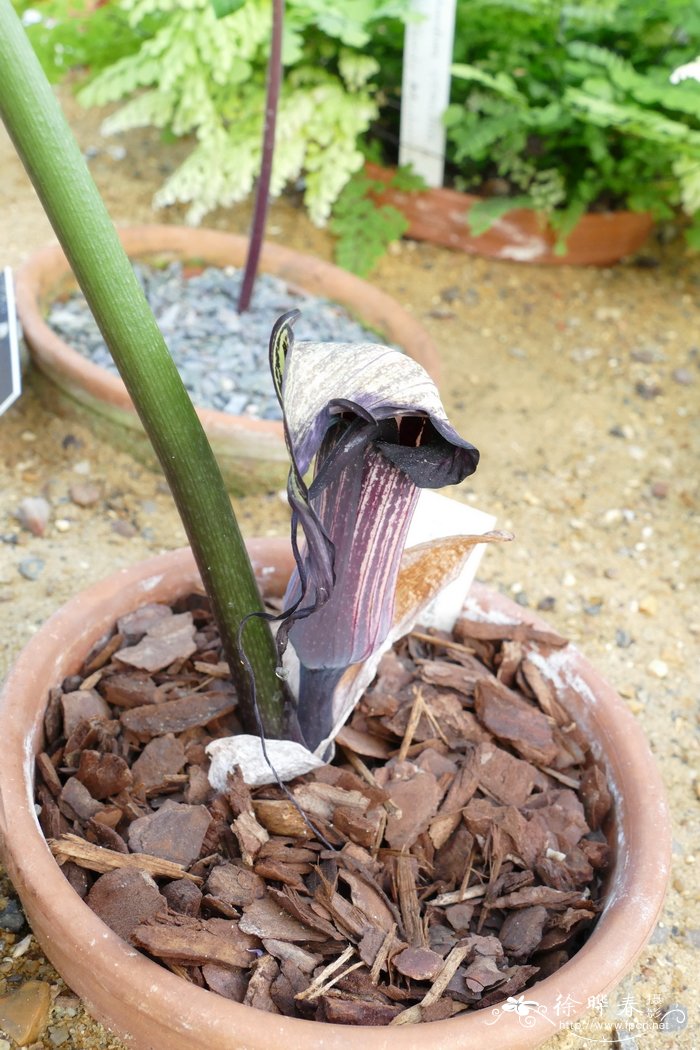 鞭序南星Arisaema kiushianum