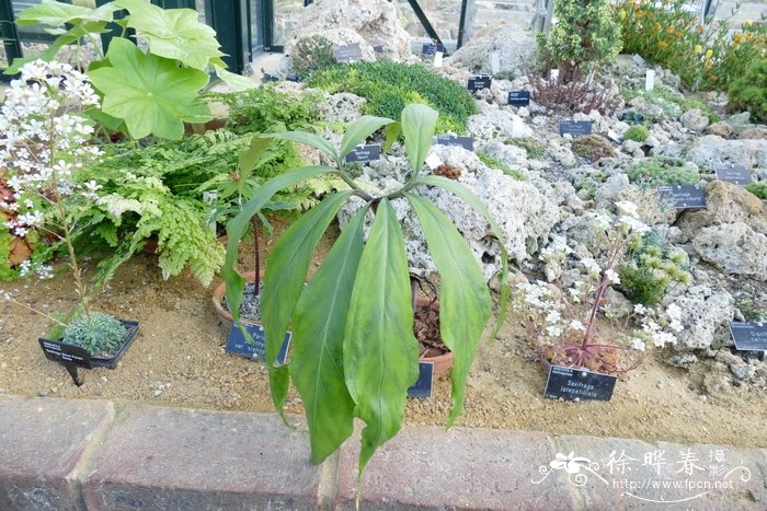 鞭序南星Arisaema kiushianum