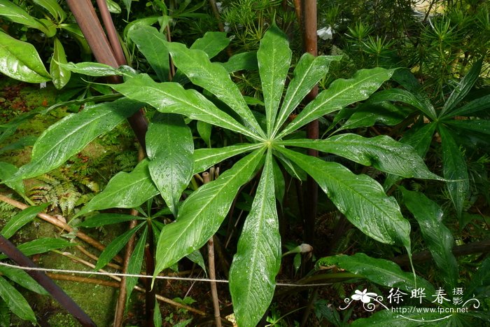 多叶南星Arisaema polyphyllum