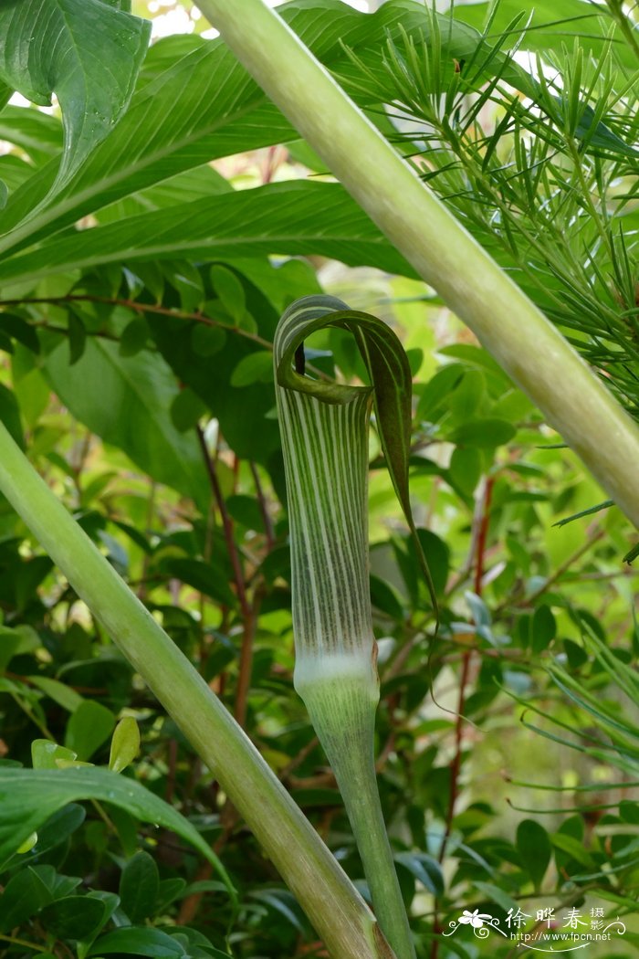 多叶南星Arisaema polyphyllum