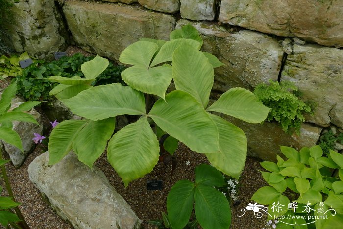 普陀南星Arisaema ringens