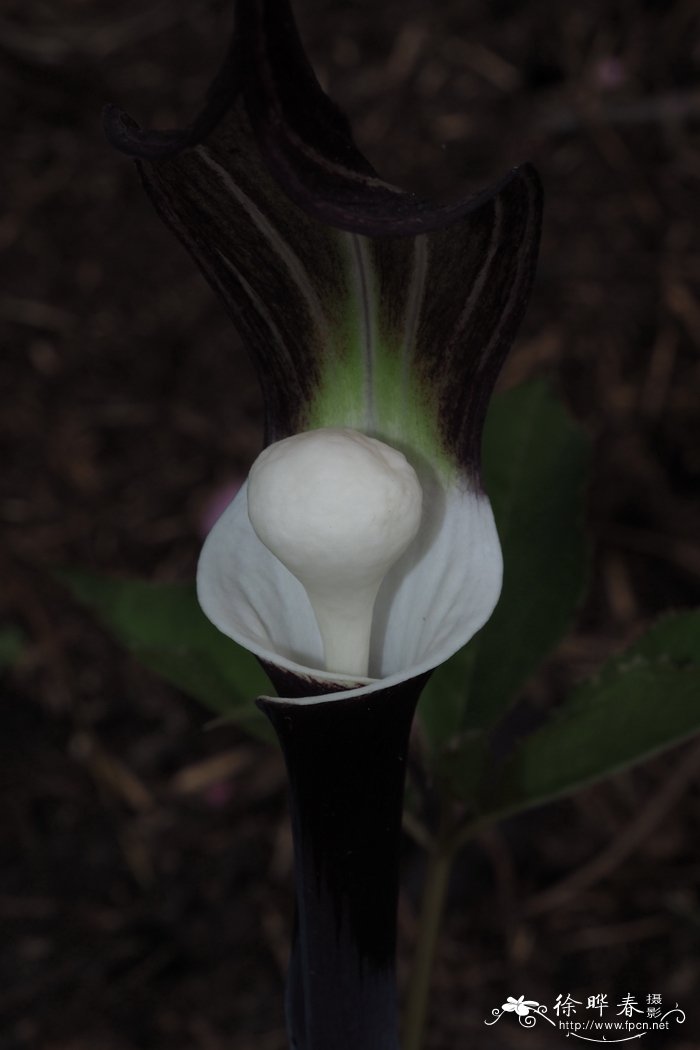 四国南星Arisaema sikokianum