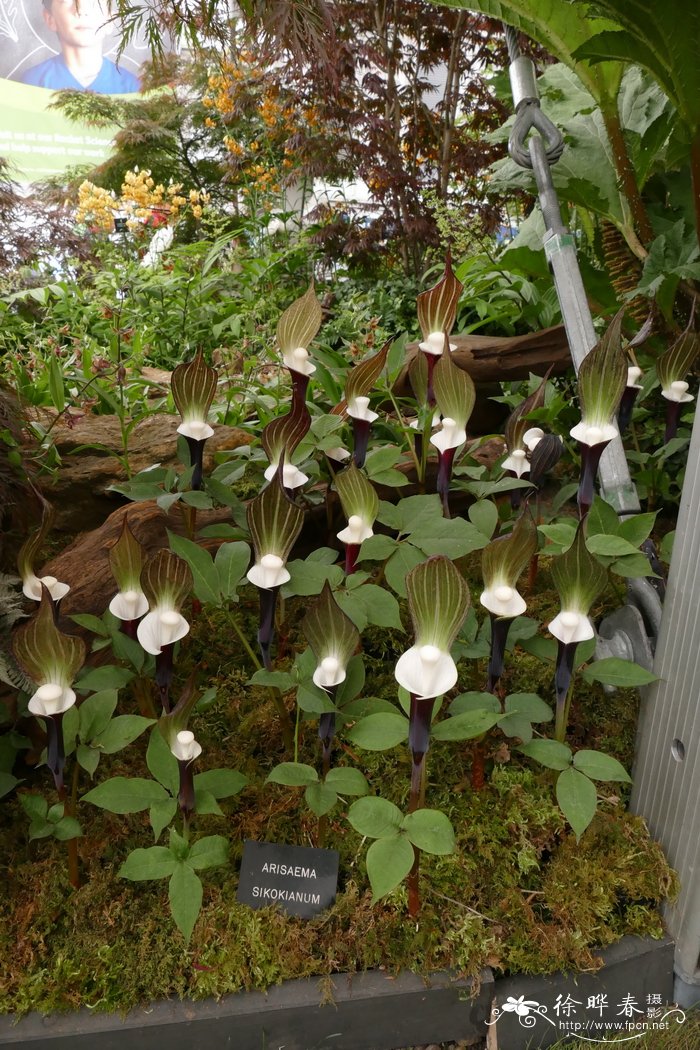 四国南星Arisaema sikokianum