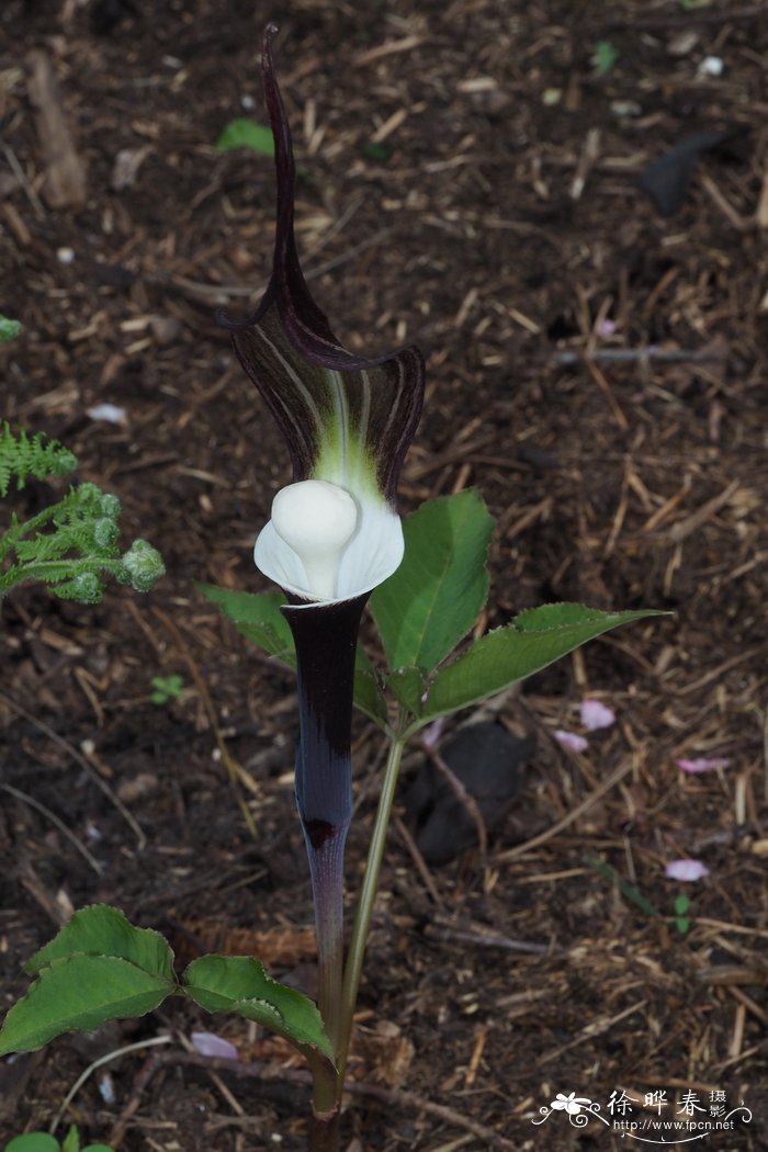 四国南星Arisaema sikokianum