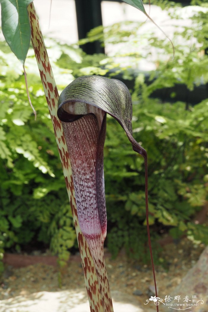 蓬莱南星Arisaema taiwanense