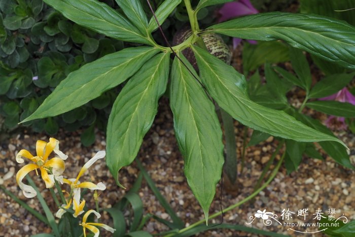 浦岛南星Arisaema thunbergii subsp. urashima