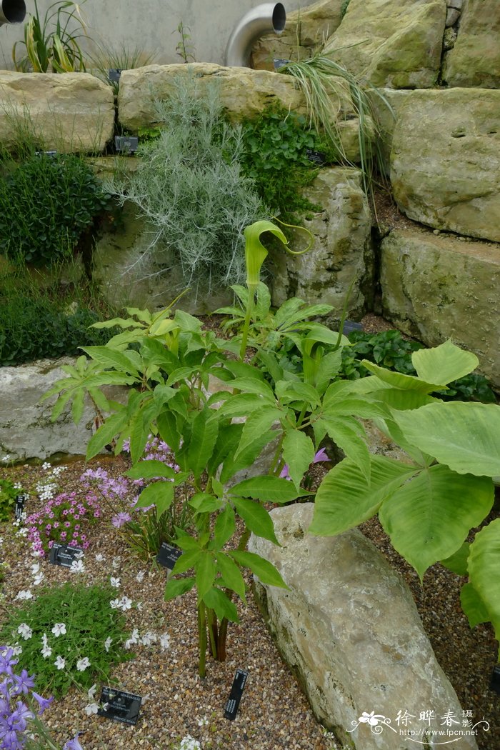 曲序南星Arisaema tortuosum