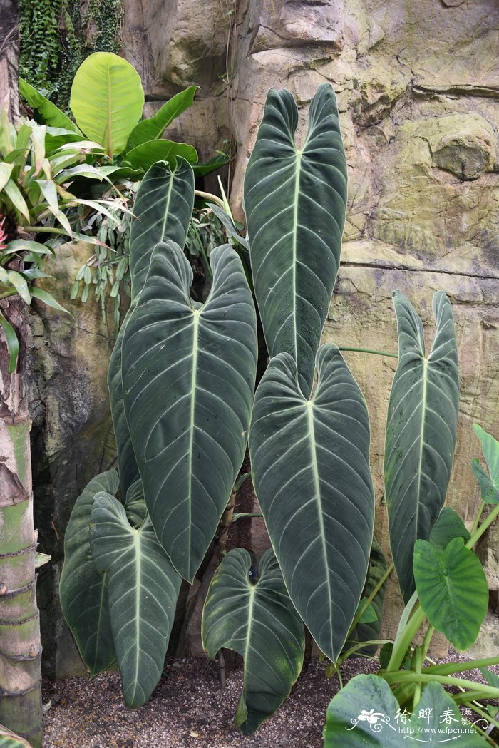 黑叶喜林芋Philodendron melanochrysum