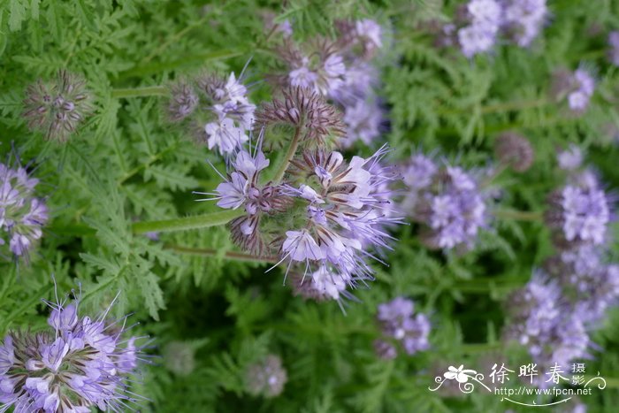 蓝翅草Phacelia tanacetifolia