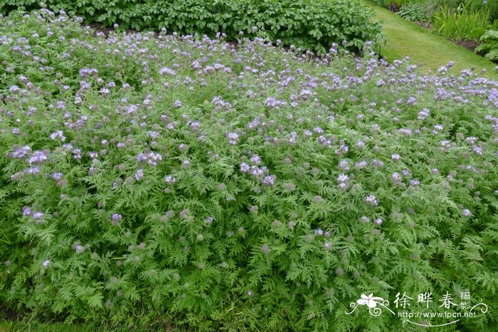 蓝翅草Phacelia tanacetifolia