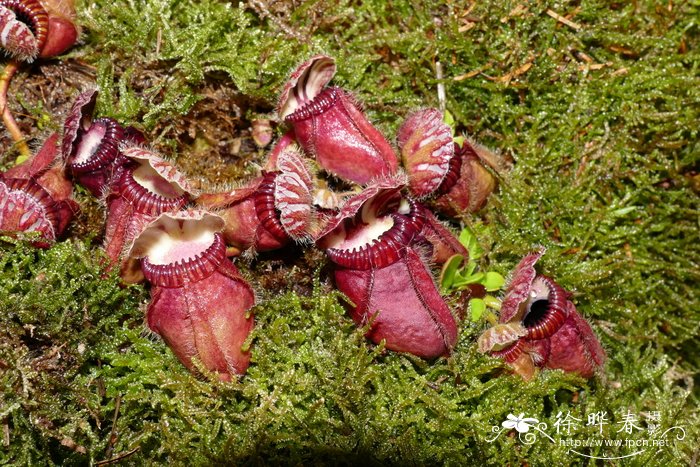 土瓶草 Cephalotus follicularis