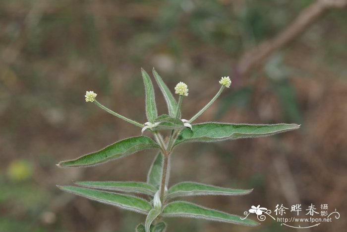 巴西人参Pfaffia paniculata