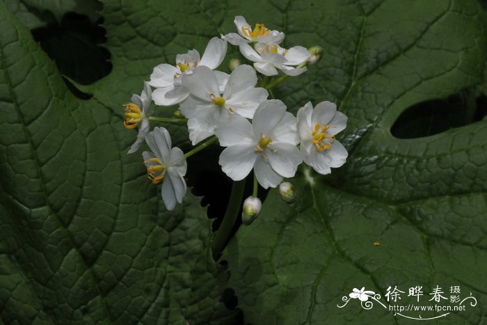 伞花山荷叶Diphylleia cymosa